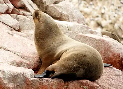 Islas Ballestas